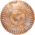 graphic: decorative "chambered nautilus" round button